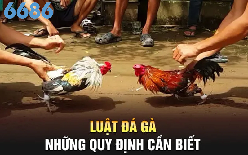 Cơ bản hiểu rõ về luật đá gà 6686 ra sao?